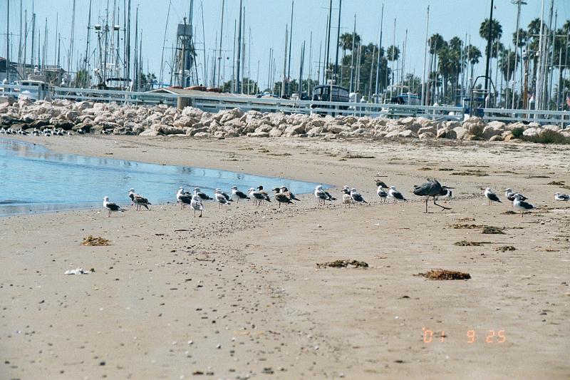 seagulls facing toward ocean.jpg